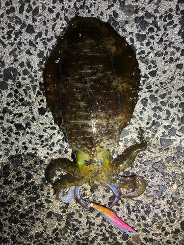 アオリイカの釣果