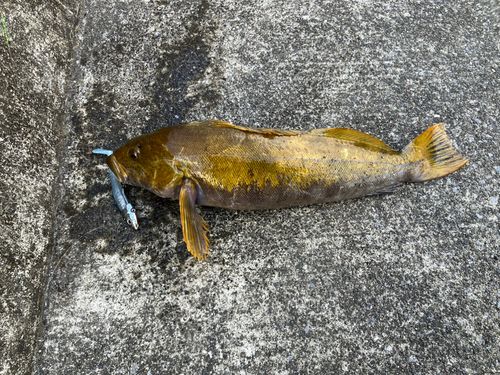 アイナメの釣果