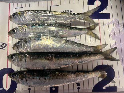 マイワシの釣果