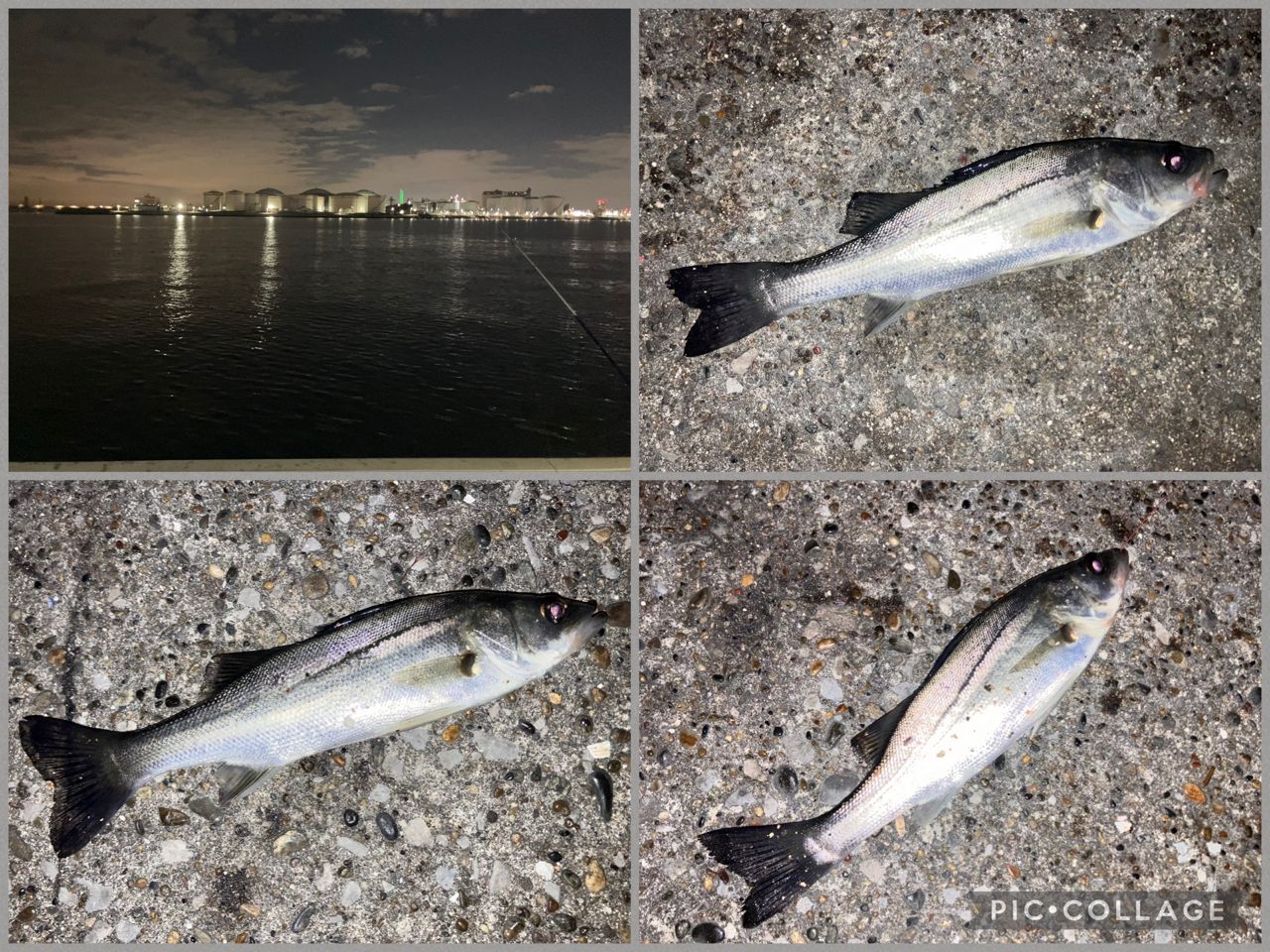 セイゴ（マルスズキ）