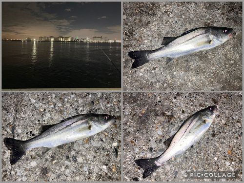 セイゴ（マルスズキ）の釣果