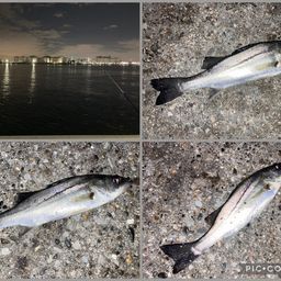 セイゴ（マルスズキ）