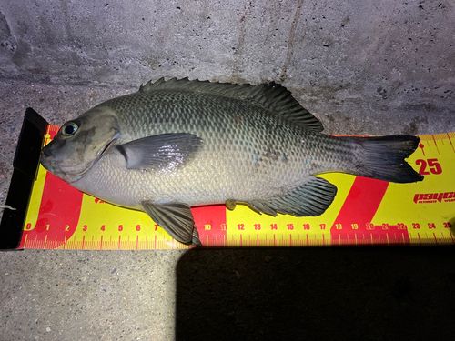 メジナの釣果
