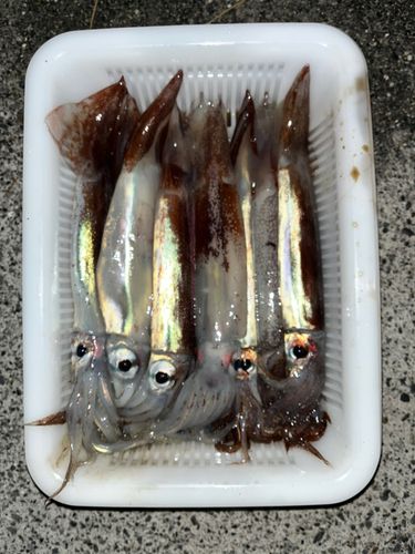 イカの釣果