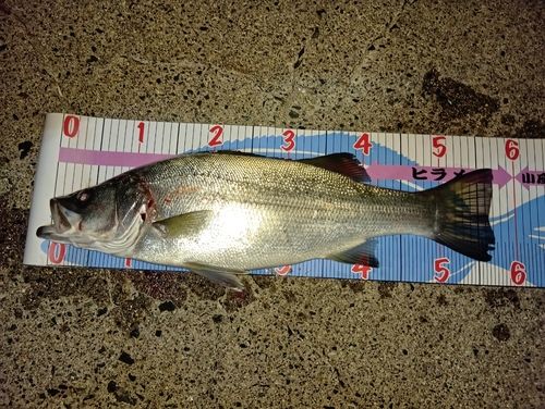 セイゴ（ヒラスズキ）の釣果