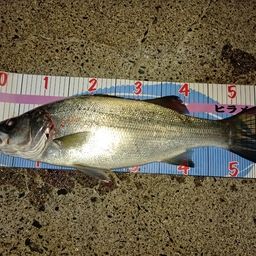 セイゴ（ヒラスズキ）