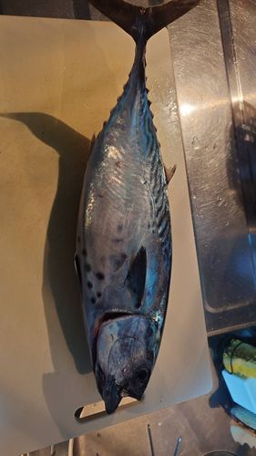 スマガツオの釣果