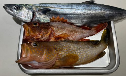 キジハタの釣果