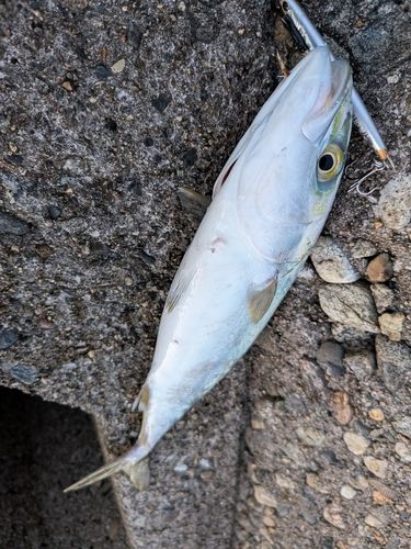 フクラギの釣果