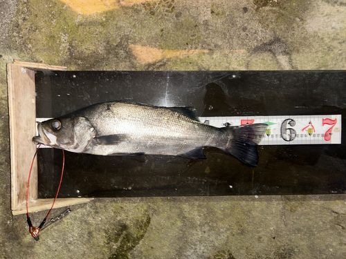 ヒラスズキの釣果