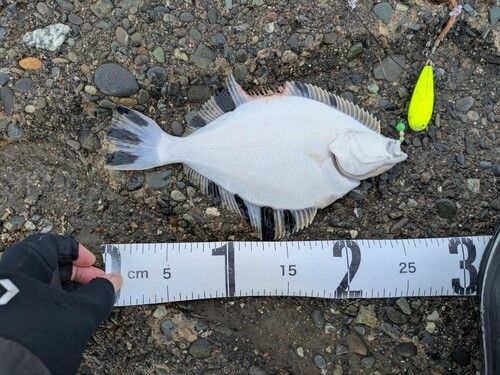 カワガレイの釣果