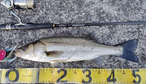 シーバスの釣果