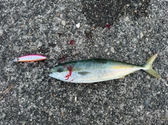 コゾクラの釣果