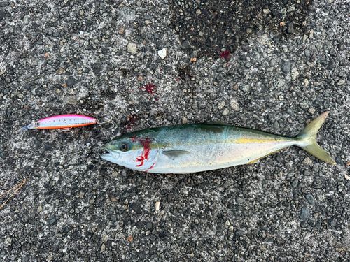 コゾクラの釣果