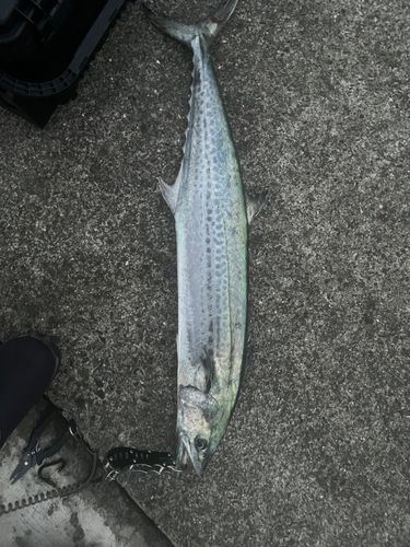 サワラの釣果