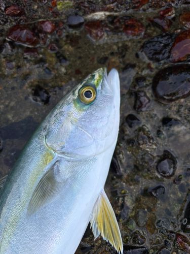 ツバイソの釣果
