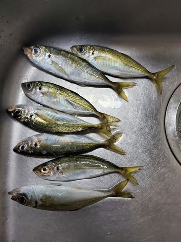 マアジの釣果