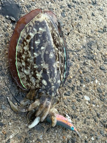 コウイカの釣果