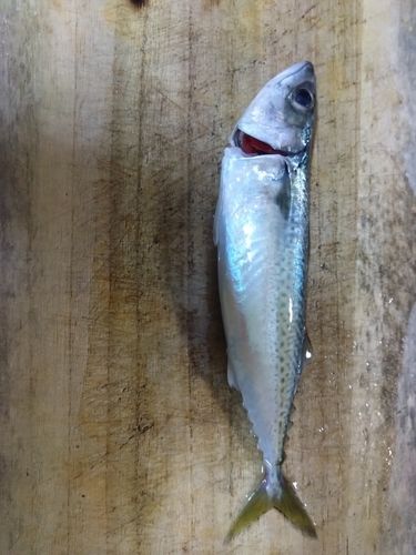 サバの釣果