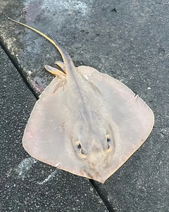 アカエイの釣果