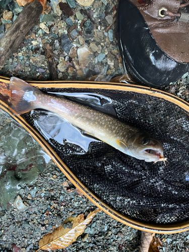 イワナの釣果
