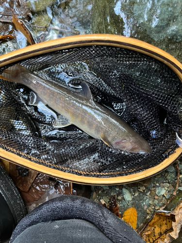 イワナの釣果