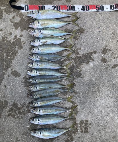マアジの釣果