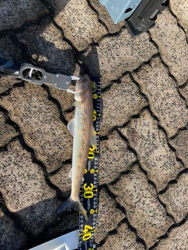 鞠山海遊パーク