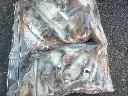 スルメイカの釣果