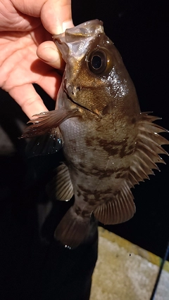 メバルの釣果
