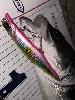 シーバスの釣果