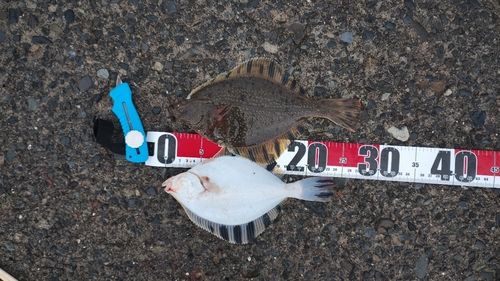 カワガレイの釣果