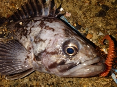 クロソイの釣果