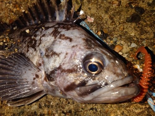 小湊漁港（青森）