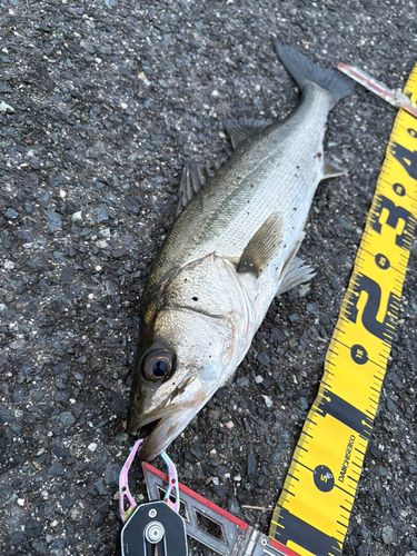 セイゴ（マルスズキ）の釣果