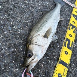 セイゴ（マルスズキ）