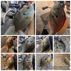 ブルーギルの釣果