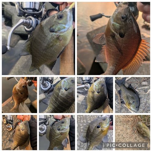 ブルーギルの釣果