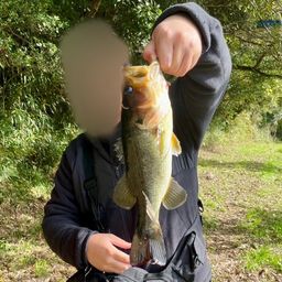 ラージマウスバス