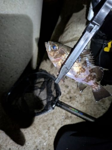 シロメバルの釣果