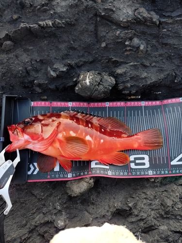 アカハタの釣果