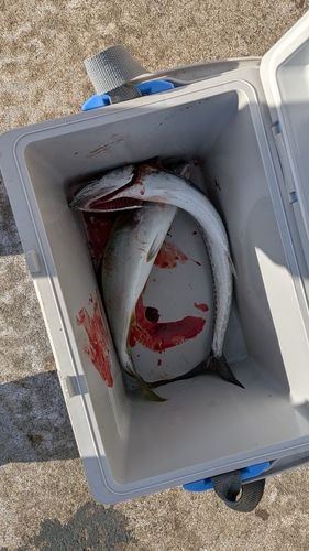 フクラギの釣果