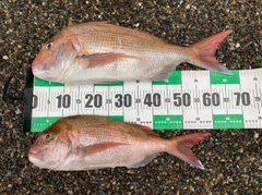 チャリコの釣果