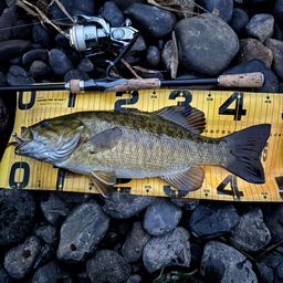 スモールマウスバス