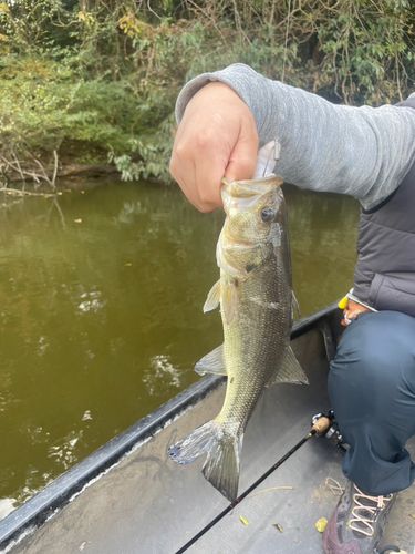 ラージマウスバスの釣果