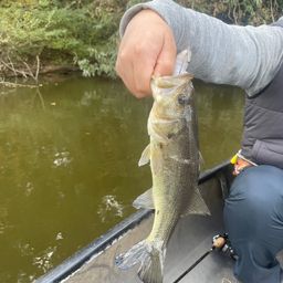 ラージマウスバス