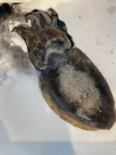 コウイカの釣果