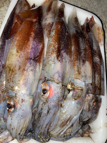 イカの釣果