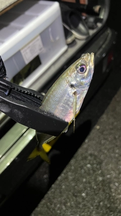 マアジの釣果