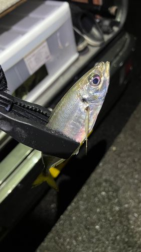 マアジの釣果